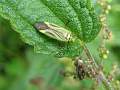 Blomstertæge (Calocoris alpestris)1